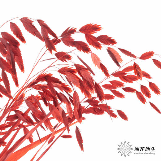 永生花材 | 小盼草红色 商品图0