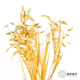 永生花材 | 小盼草黄色