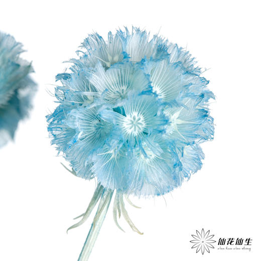 永生花材 | 风车果水洗蓝 商品图1