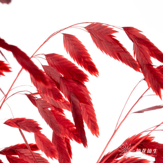 永生花材 | 小盼草红色 商品图1