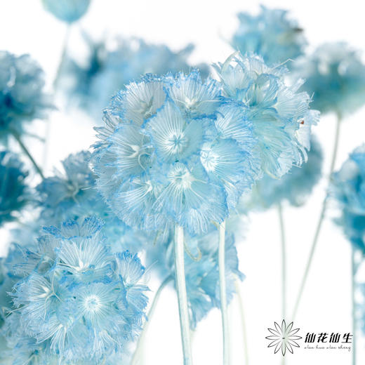 永生花材 | 风车果水洗蓝 商品图0