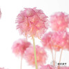 永生花材 | 风车果粉色 商品缩略图0