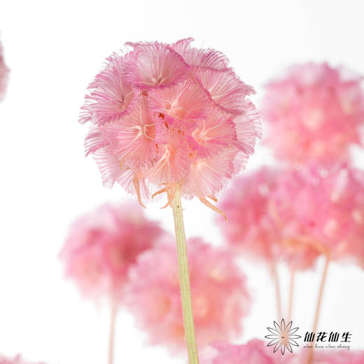 永生花材 | 风车果粉色 商品图0