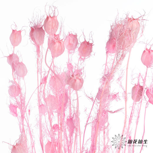 永生花材 | 黑种草果粉色 商品图3