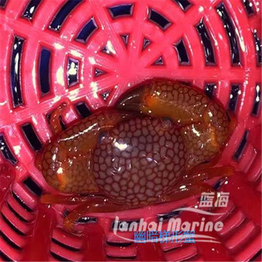 幽暗梯形蟹 商品图6