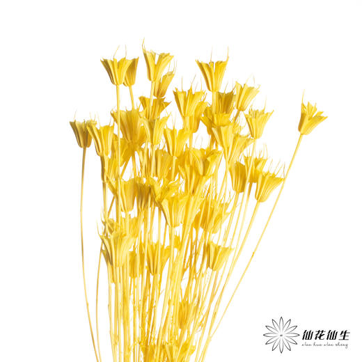 永生花材 | 八角草黄色 商品图3