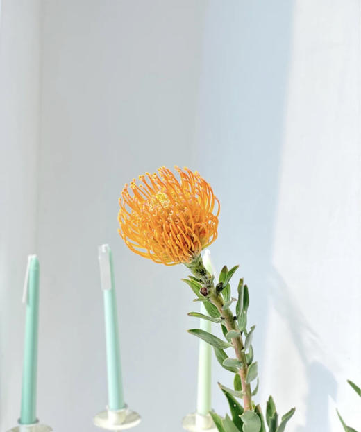 【南非花材】针垫/烟花菊  橙色  单枝 商品图2