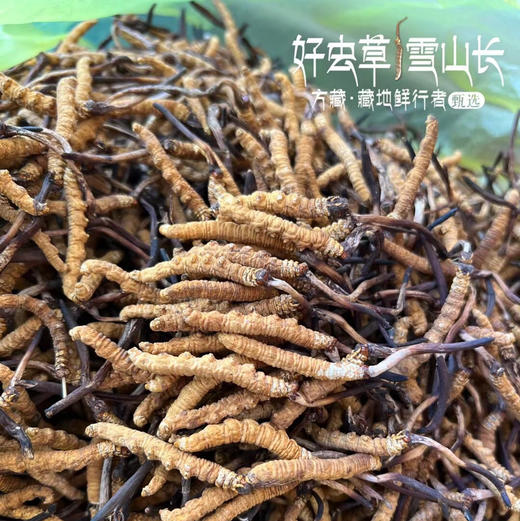 【下单任何规格虫草送野生羊肚菌50克体验装】那曲冬虫夏草 藏地干货 商品图5
