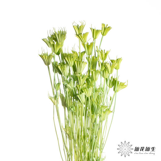 永生花材 | 八角草绿色 商品图4