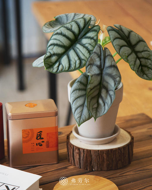 进口白犀牛海芋 商品图1