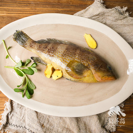 野生海钓石斑鱼 （东山岛）| 合作生产 * Wild Garoupar | Coproduction 商品图5