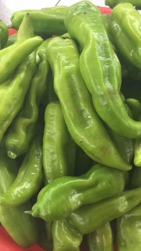 鸿翠园有机尖椒 商品图2
