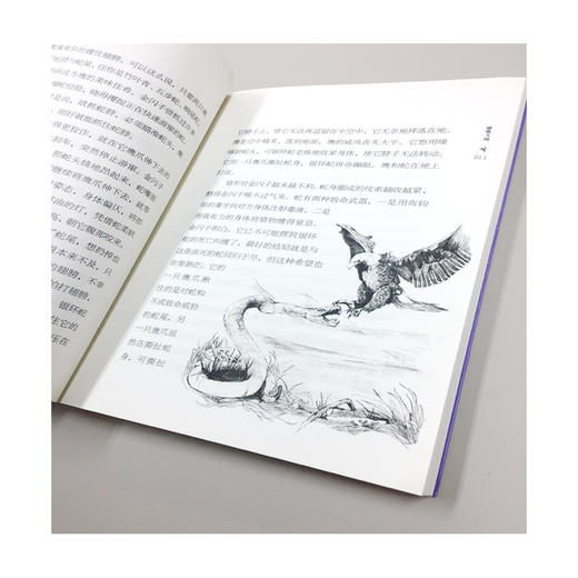 (仓发) 沈石溪作品：雄鹰飞翔/明天出版社/沈石溪 著/9787533292478 商品图2