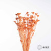 永生花材 | 八角草橙色 商品缩略图3