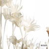 永生花材 | 八角草白色 商品缩略图0