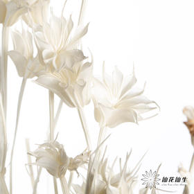 永生花材 | 八角草白色
