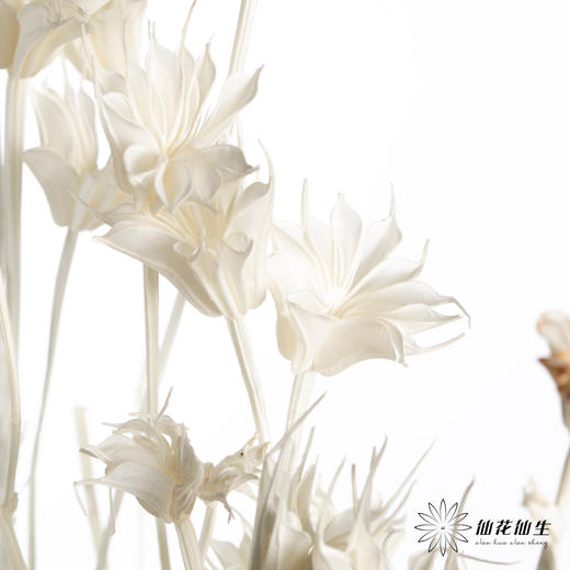永生花材 | 八角草白色 商品图0