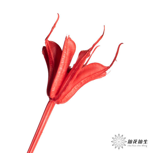 永生花材 | 八角草红色 商品图1