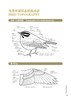 【2022年首都科普好书】北京鸟类图谱1384 商品缩略图6