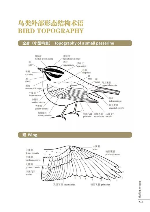 【2022年首都科普好书】北京鸟类图谱1384 商品图6