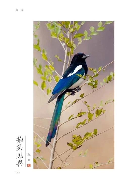 后山&1149（张鹏、张睿麟 著）天空王者作者最新力作，父子共同书写的自然观察笔记 商品图7