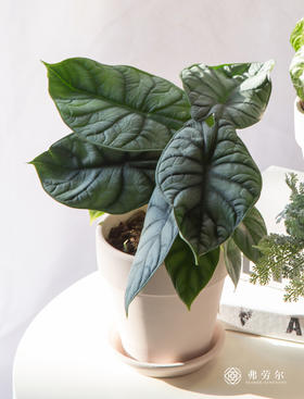 进口白犀牛海芋