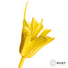 永生花材 | 八角草黄色 商品缩略图2