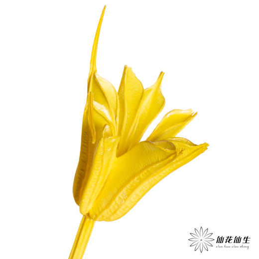 永生花材 | 八角草黄色 商品图2