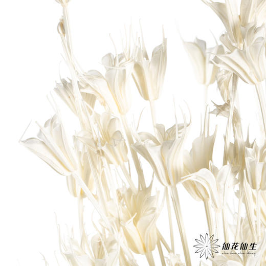 永生花材 | 八角草白色 商品图1