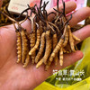 【下单任何规格虫草送野生羊肚菌50克体验装】那曲冬虫夏草 藏地干货 商品缩略图2