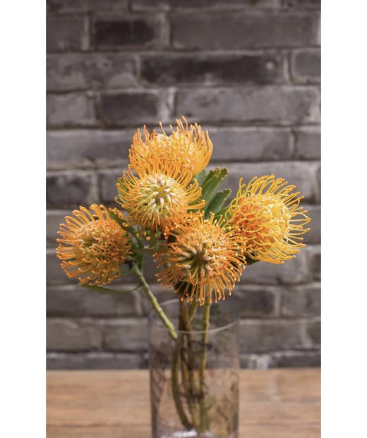 【南非花材】针垫/烟花菊  橙色  单枝 商品图3