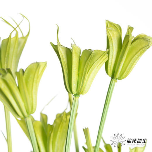 永生花材 | 八角草绿色 商品图1