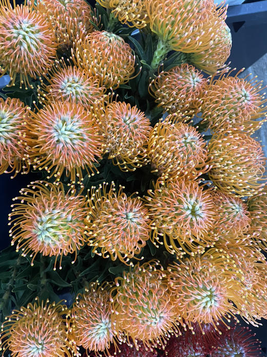 【南非花材】针垫/烟花菊  橙色  单枝 商品图8