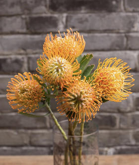 【南非花材】针垫/烟花菊  橙色  单枝