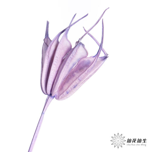 永生花材 | 八角草紫色 商品图2
