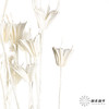 永生花材 | 八角草白色 商品缩略图2