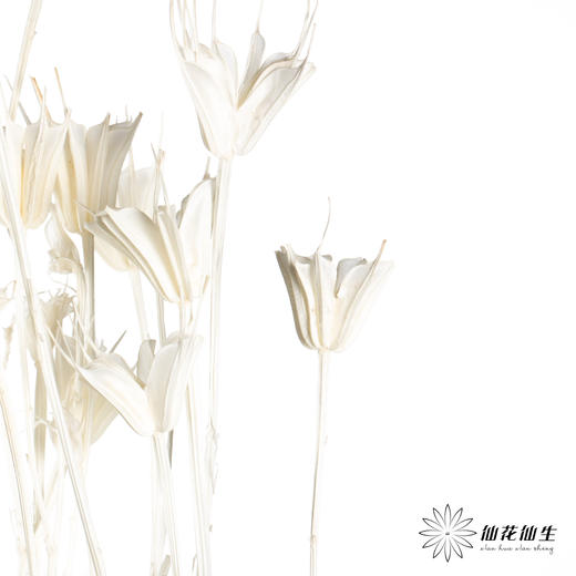 永生花材 | 八角草白色 商品图2