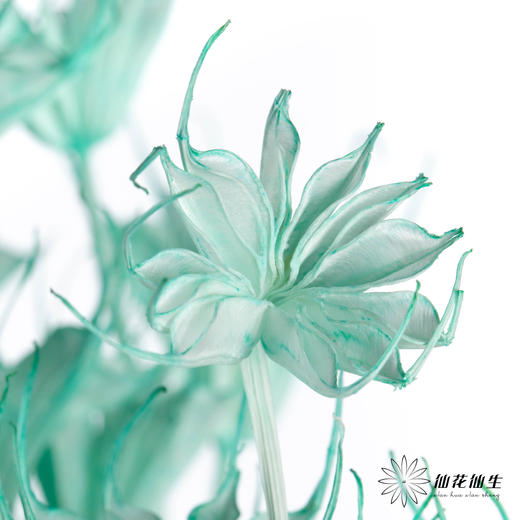 永生花材 | 八角草蒂芙尼蓝 商品图1