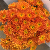 小菊.橙色 商品缩略图0