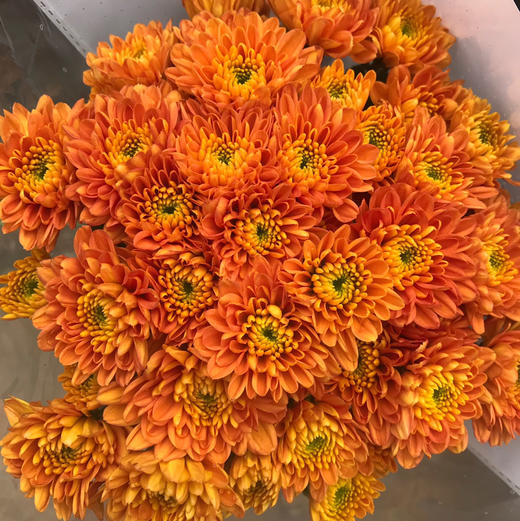 小菊.橙色 商品图0