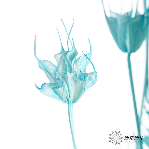 永生花材 | 八角草海盐蓝 商品图2