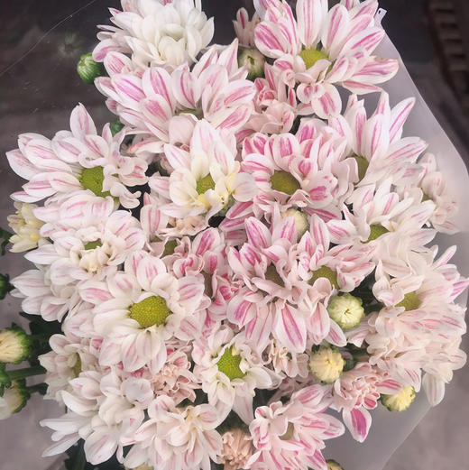 斑纹小菊 商品图2