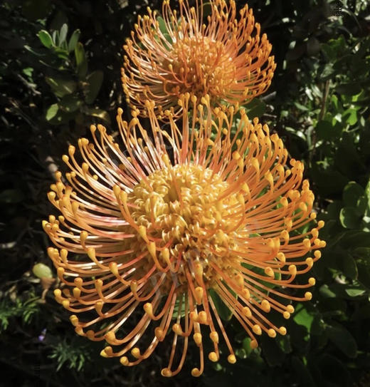 【南非花材】针垫/烟花菊  橙色  单枝 商品图1