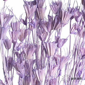 永生花材 | 八角草紫色