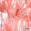 永生花材 | 八角草粉色 商品缩略图0