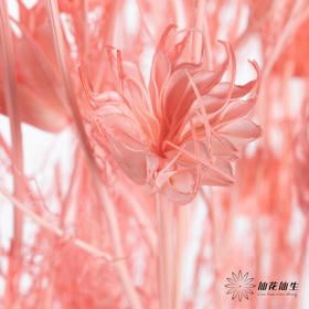 永生花材 | 八角草粉色