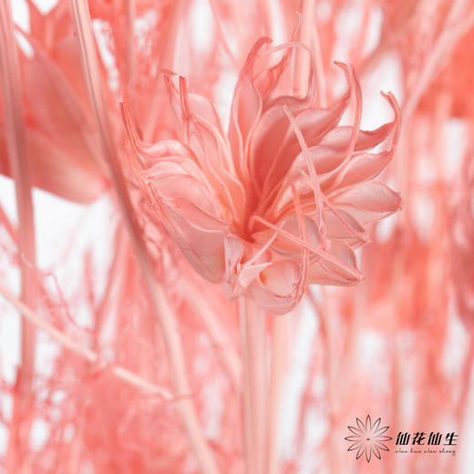 永生花材 | 八角草粉色 商品图0
