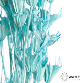 永生花材 | 八角草海盐蓝