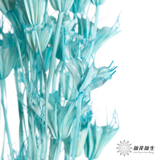 永生花材 | 八角草海盐蓝 商品图0