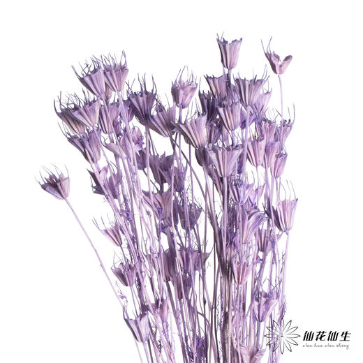 永生花材 | 八角草紫色 商品图3